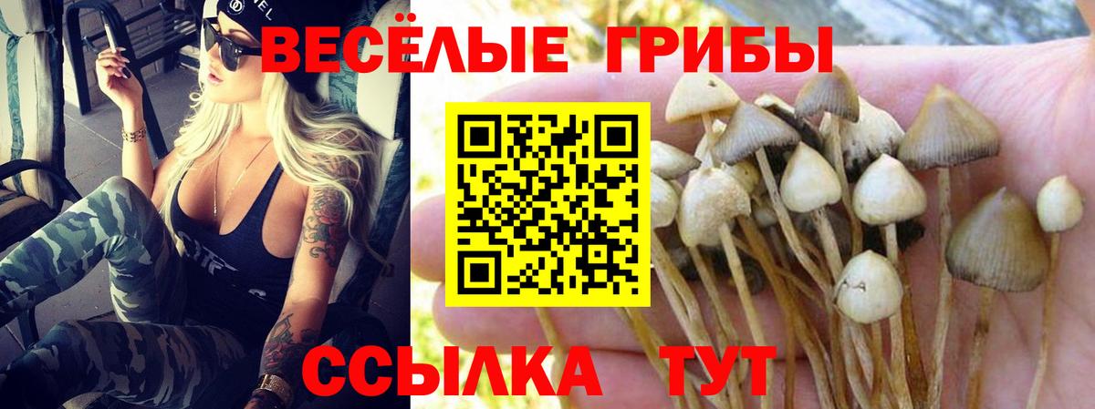 Псилоцибиновые грибы Psilocybe  Вход с VPN  Фролово 
